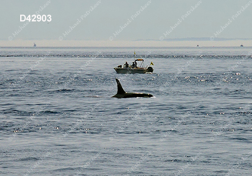 Killer Whale (Orcinus orca)